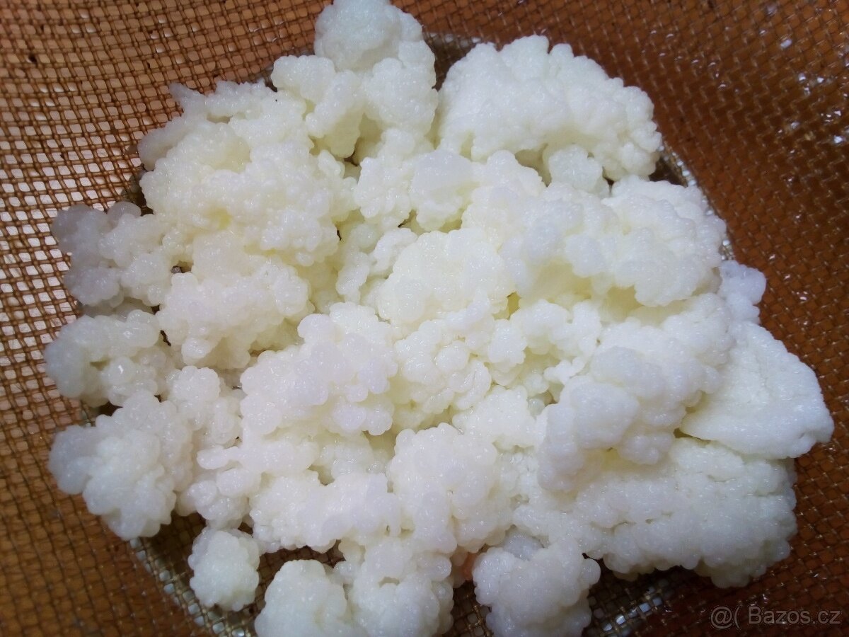 Tibetská houba do mléka - za láhev mléka