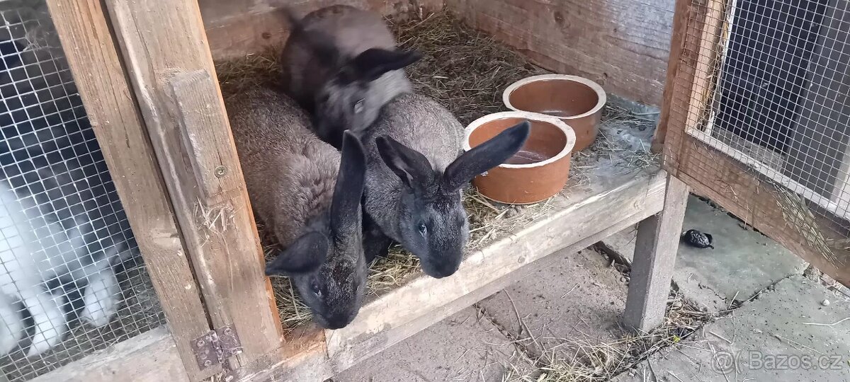 Králík kříženec