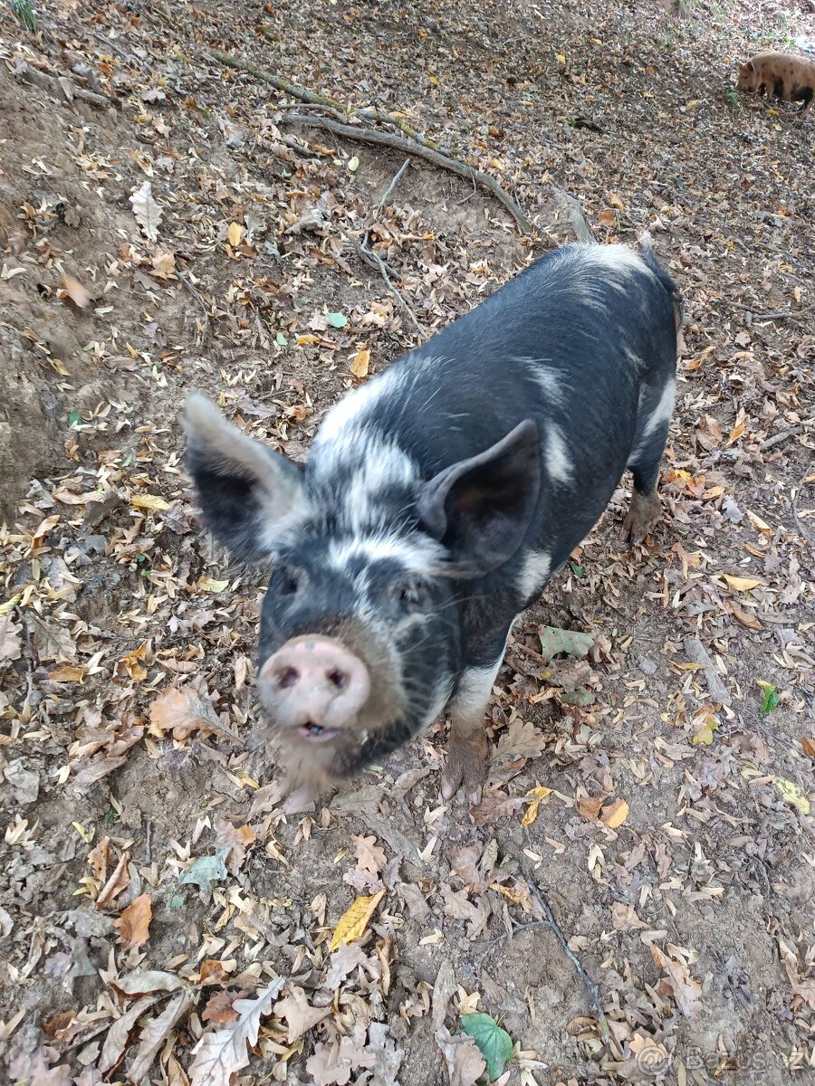Prodej jatečních prasat kune kune