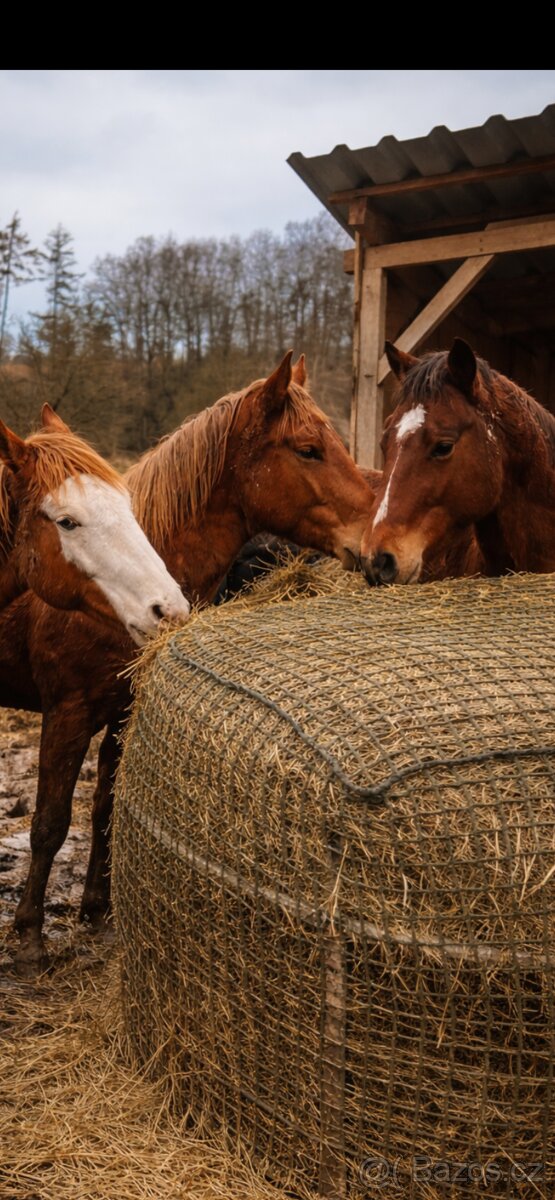 Kobylka 75%appa25%norik