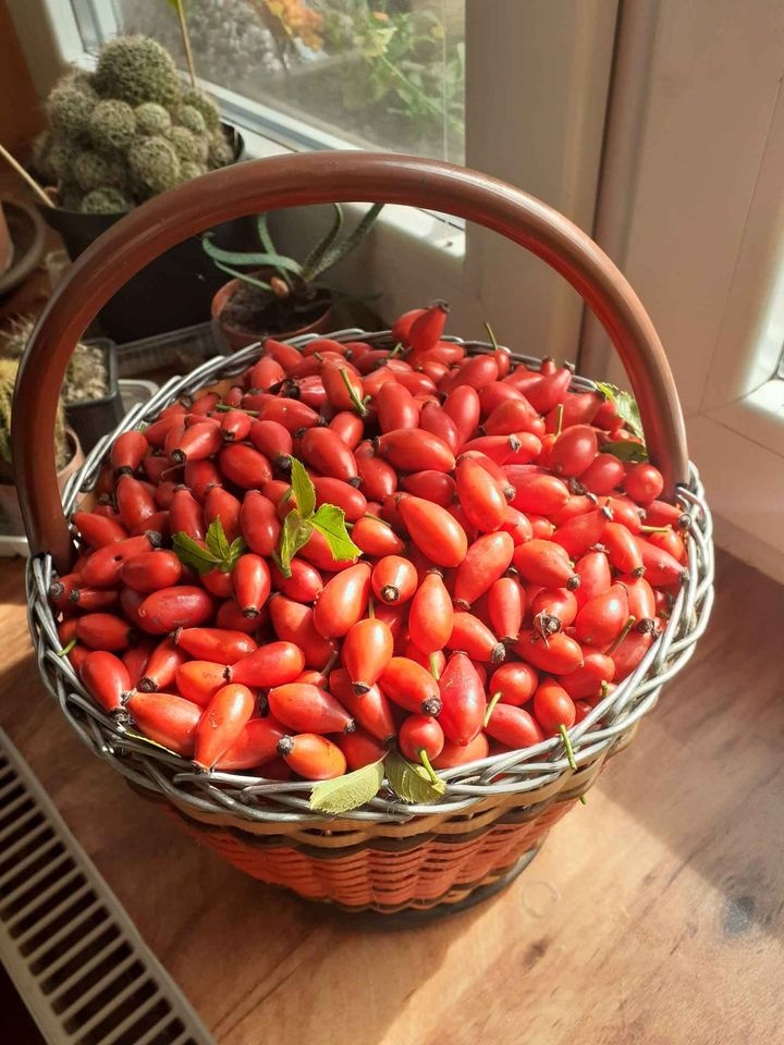 Sušené šípky.....a jiné bylinky.....prodám