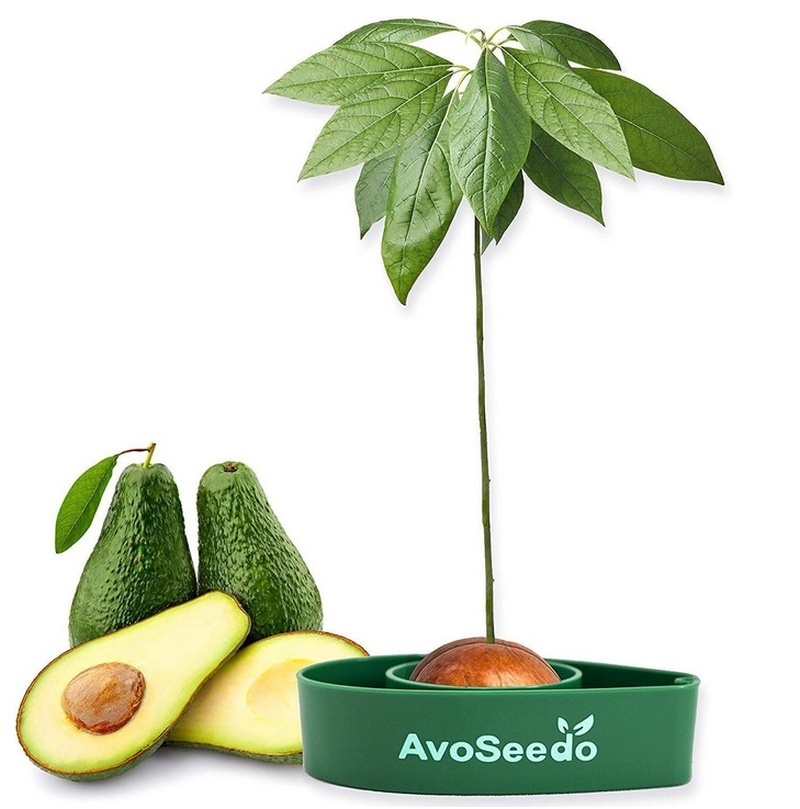 AvoSeedo Vypěstujte si avokádový strom