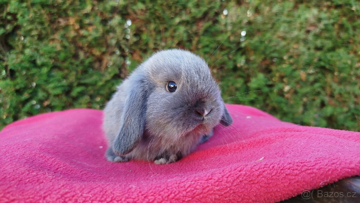 Zakrslý beránek, králíček, králík - DALIMIL