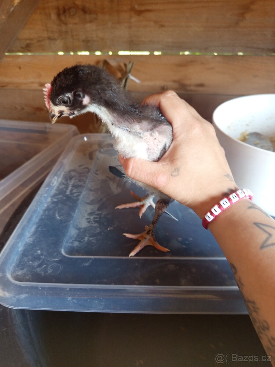 Kohouti
