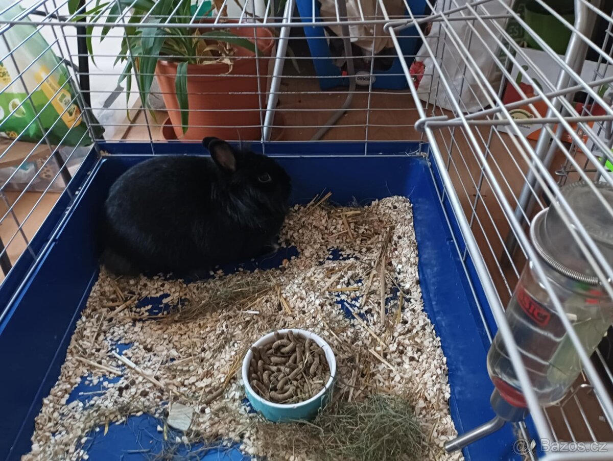 DARUJI ZAKRSLÉ KRÁLÍKY