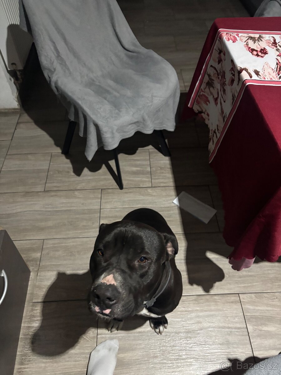 Daruju 1 leteho pitbulla