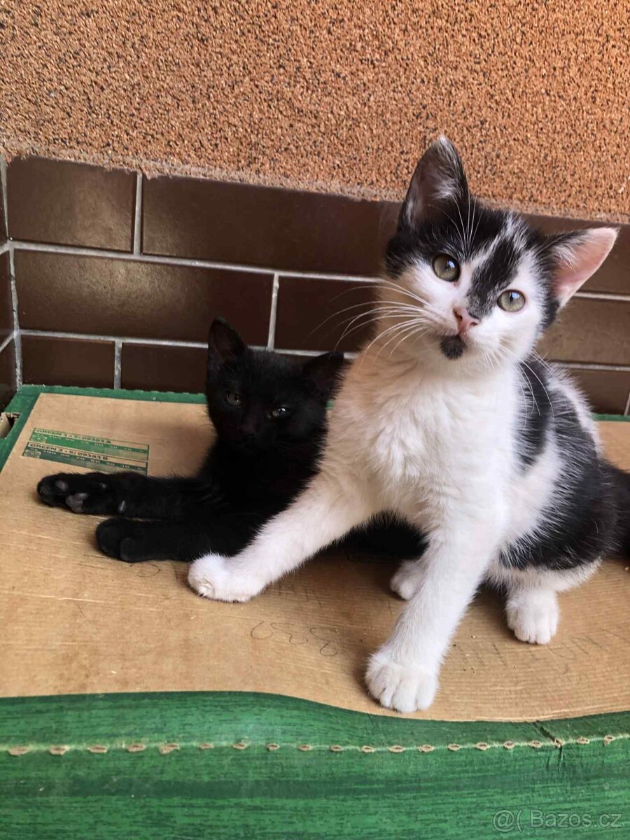 KOCOUŘI 🐱