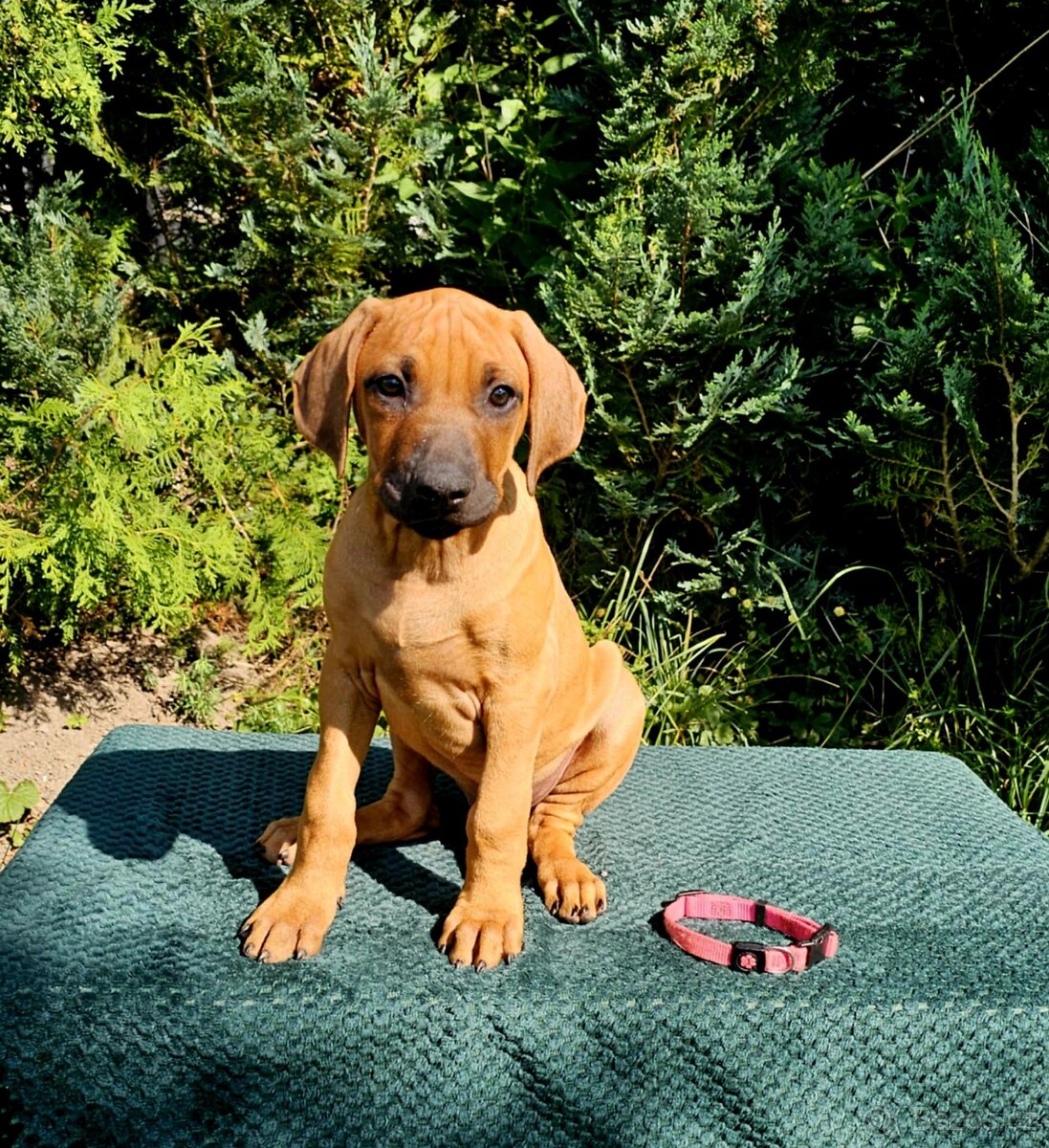 Rhodéský ridgeback s PP nestandartni pejsek 🩷