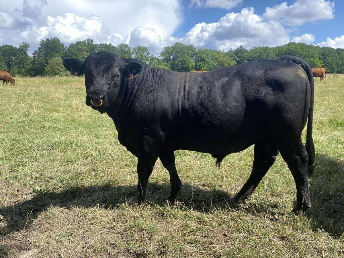 Prodám plemenného býka angus