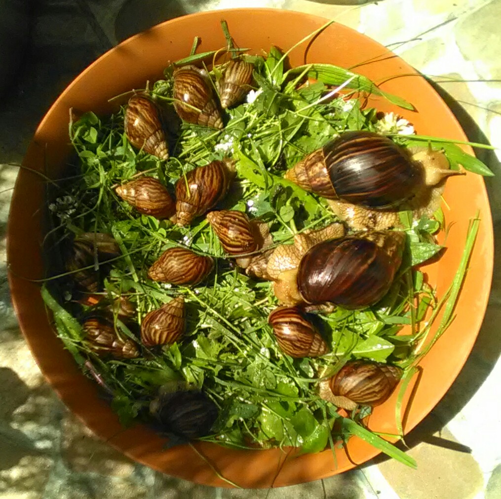 Africký šnek - lissachatina imaculata
