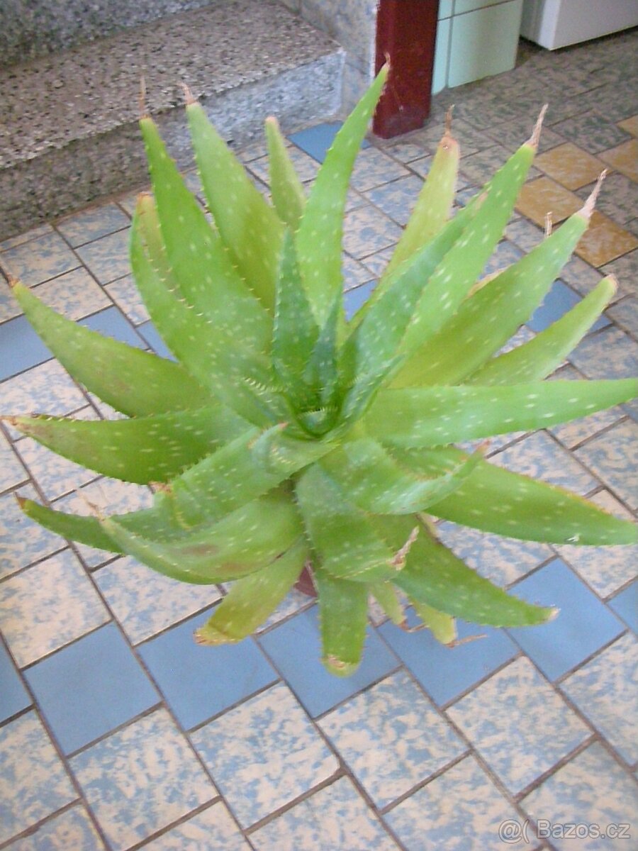 Kaktus aloe vera