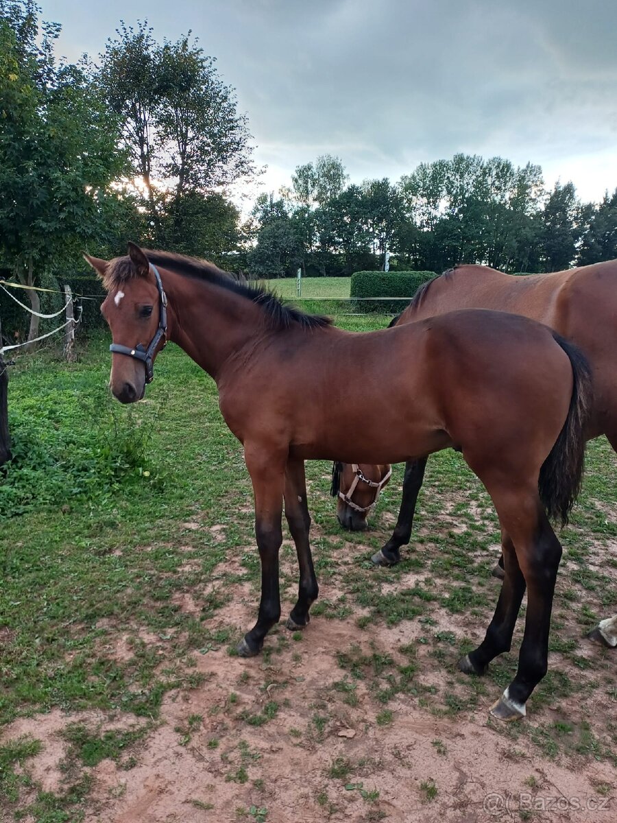 hřebec český teplokrevník