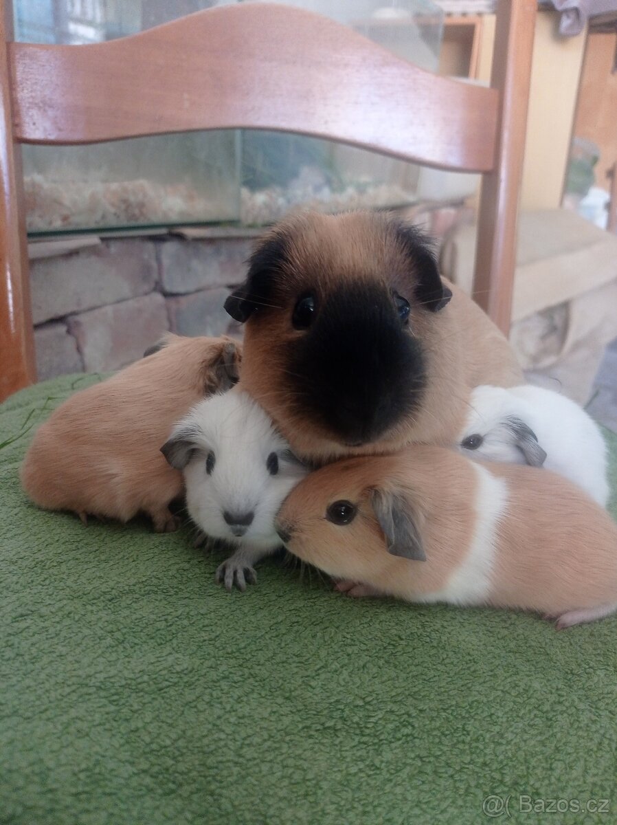 Morčata kalifornská