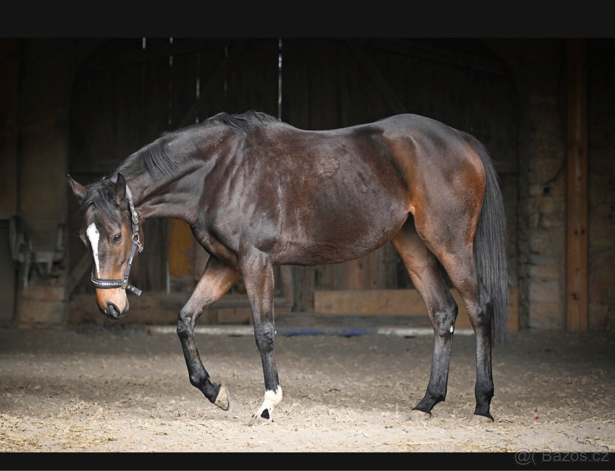 Kobylka na prodej