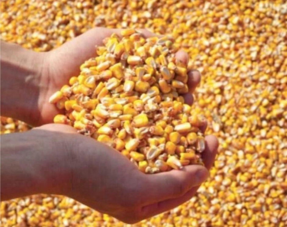 Kukuřice zrno 50kg -- 600Kč