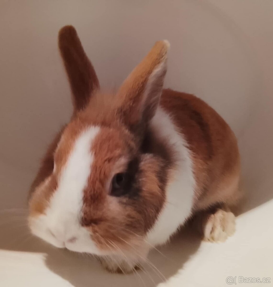 Zakrslý králíček bez PP sameček Gimmy