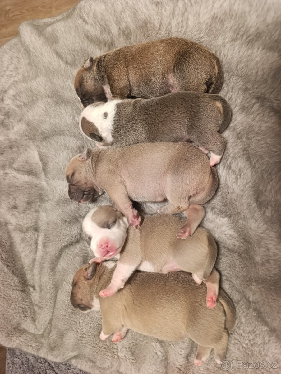 American Bully Standard