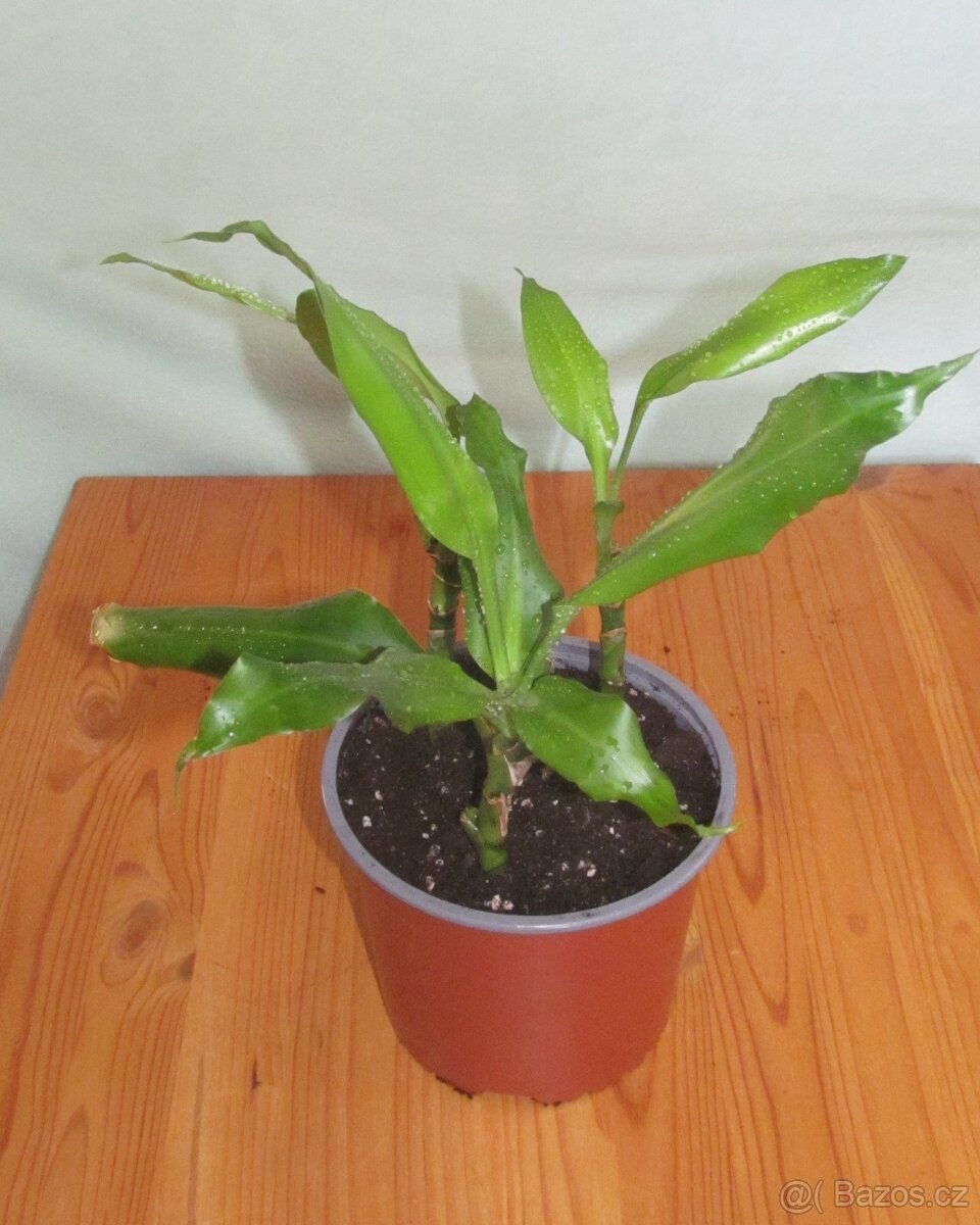 Dracéna - 3 kmínky 2x, Filodendron 2x