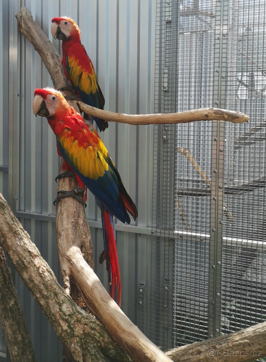 ARA arakanga macao