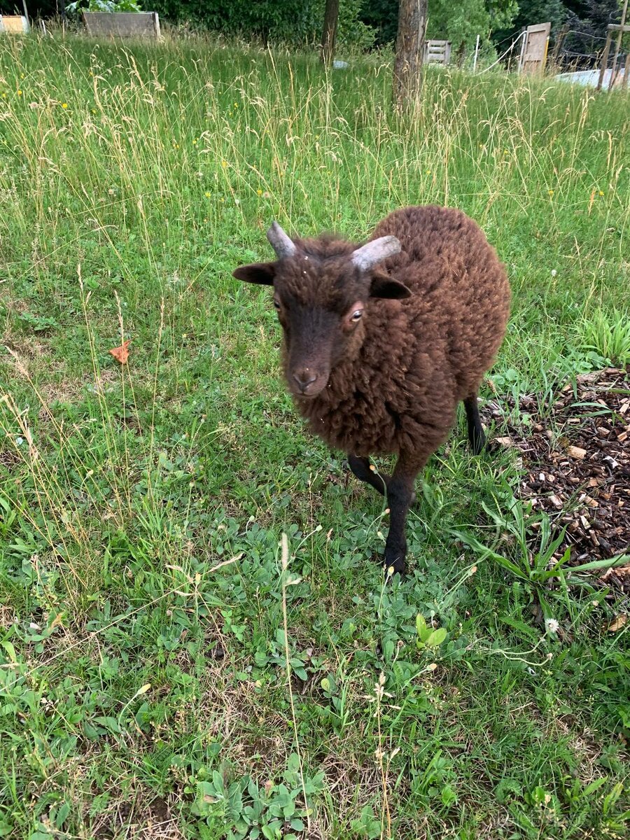 Ouessant beránek