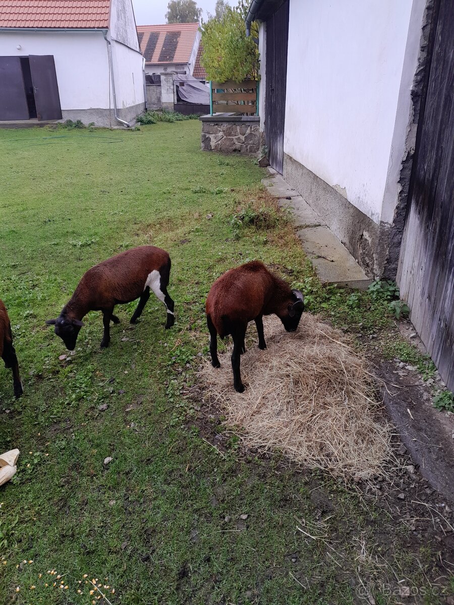 Kamerunsky beranek a ovecka