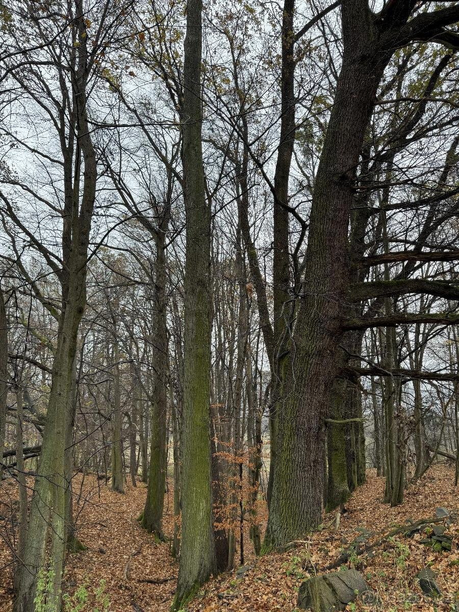 Prodám lesní pozemek v k.ú. Heřmánky nad Odrou