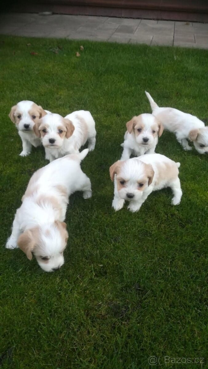 Maltézský psík / pudlík