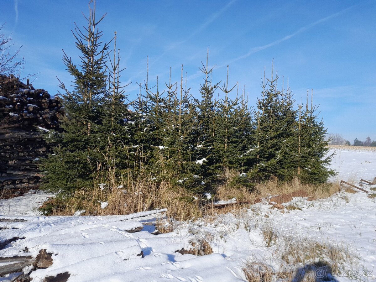 Vánoční stromek smrk