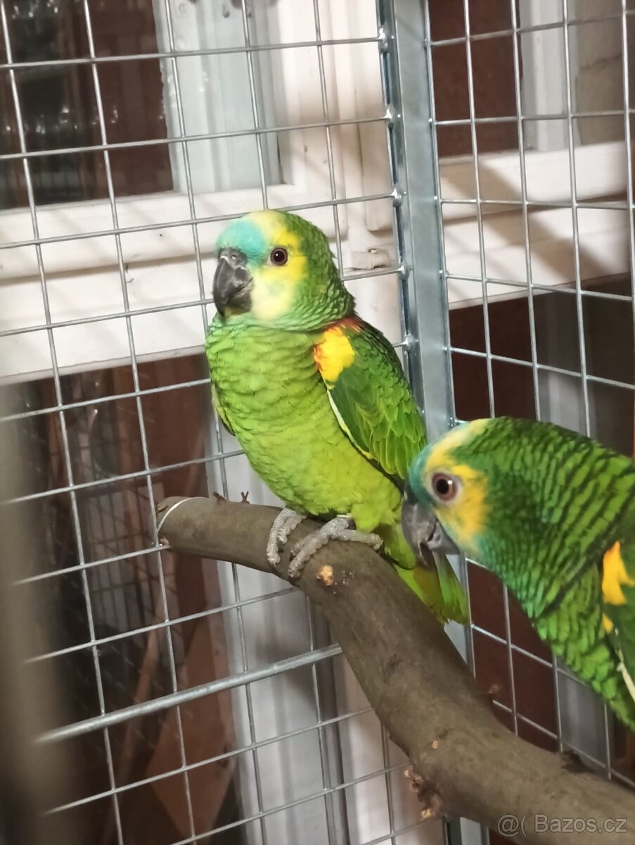 Amazoňan modročelý