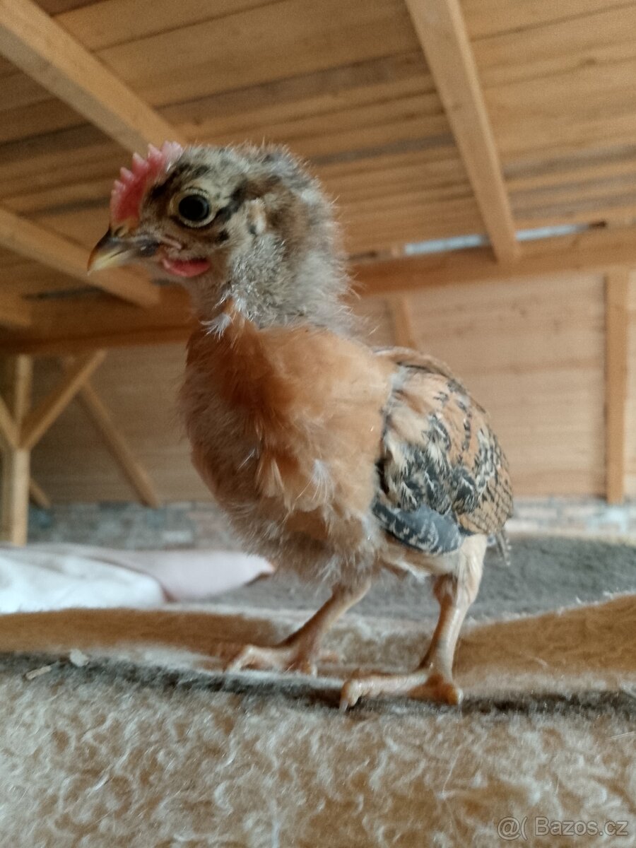 Mladí kohoutci česká zlata kropenka