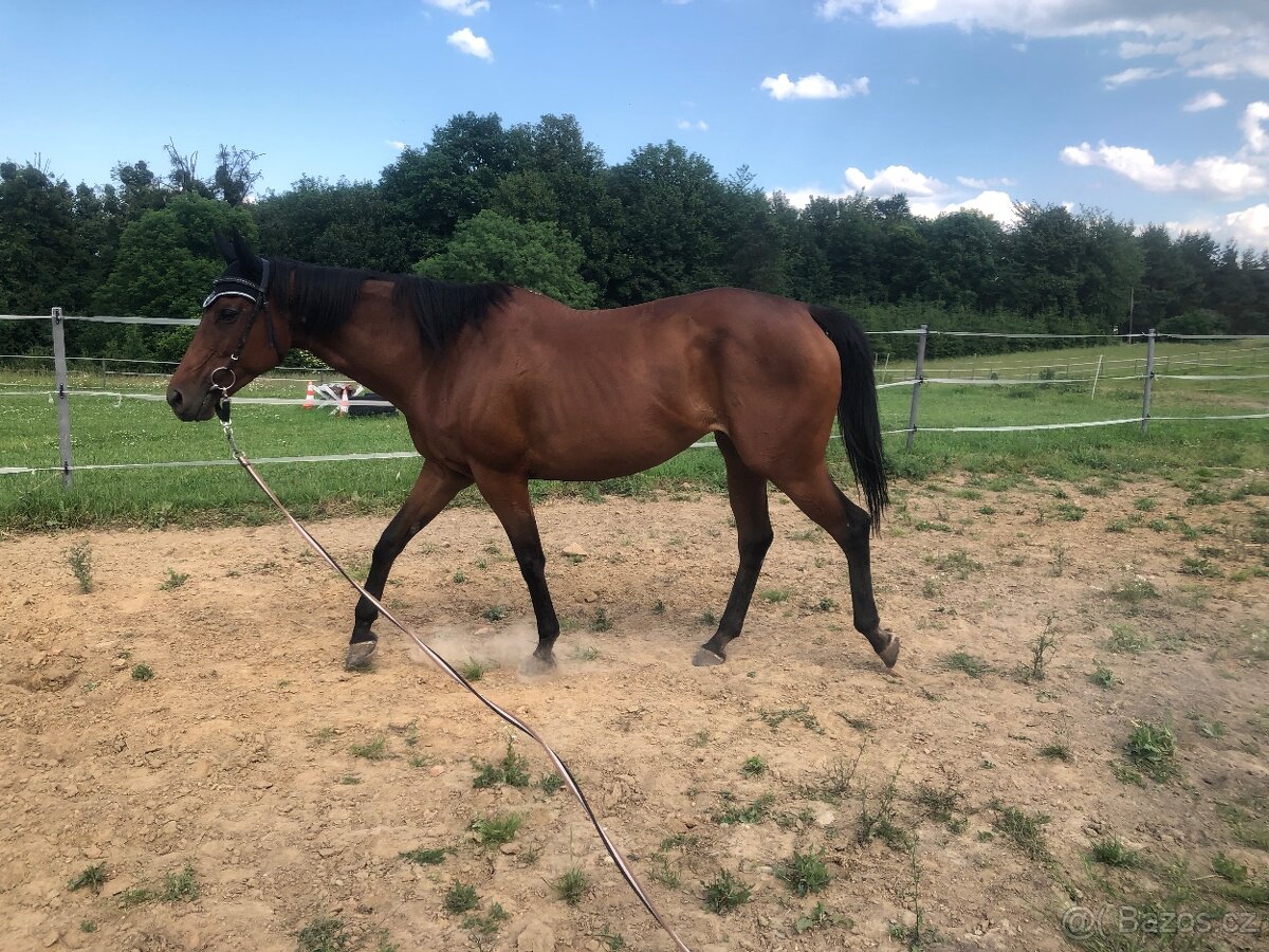 Hledám milující domov pro mou kobylku 🐎