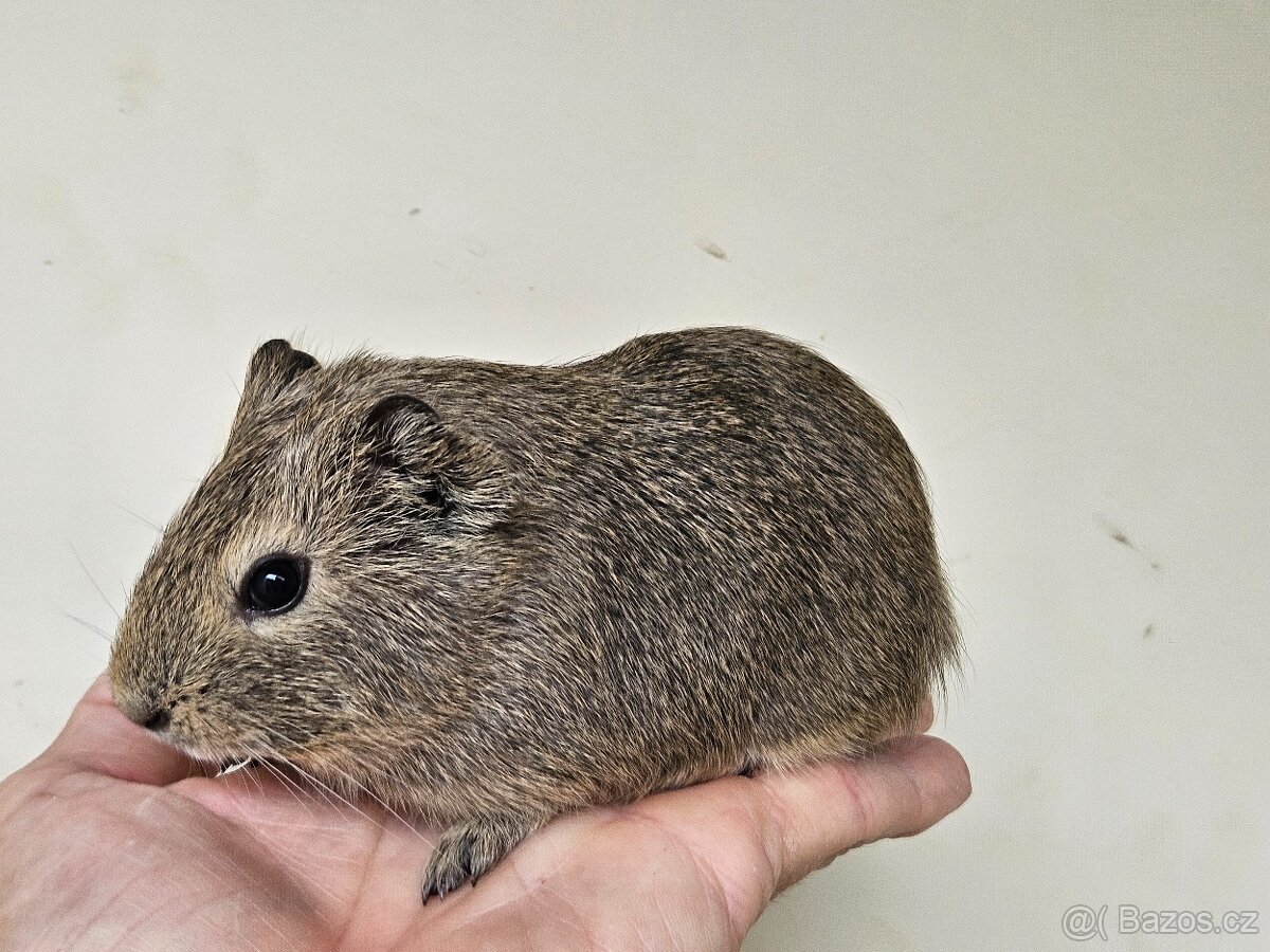 Morče