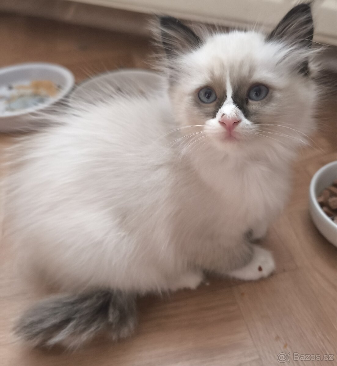 Ragdoll koťátka