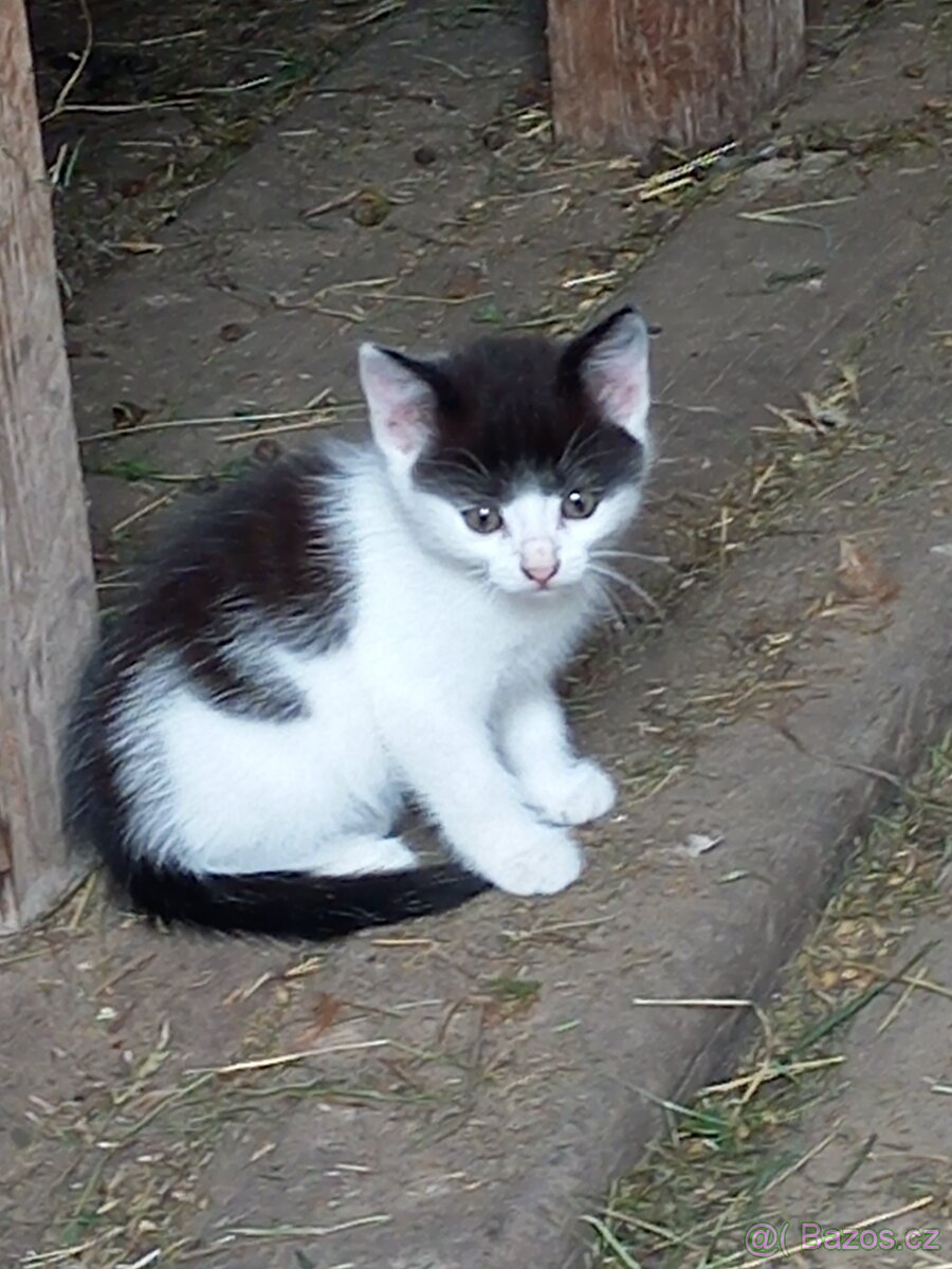 Koťátka do dobrých rukou