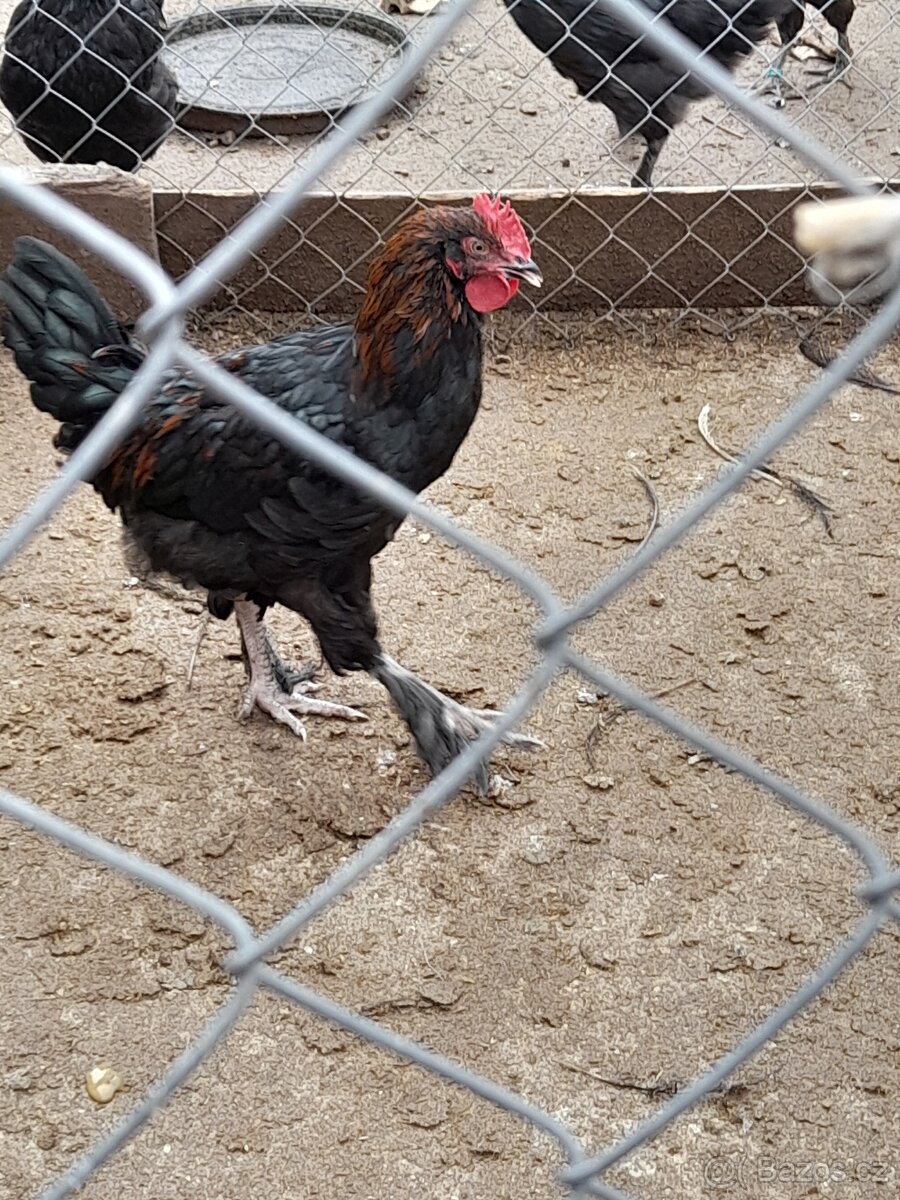 Kohouti