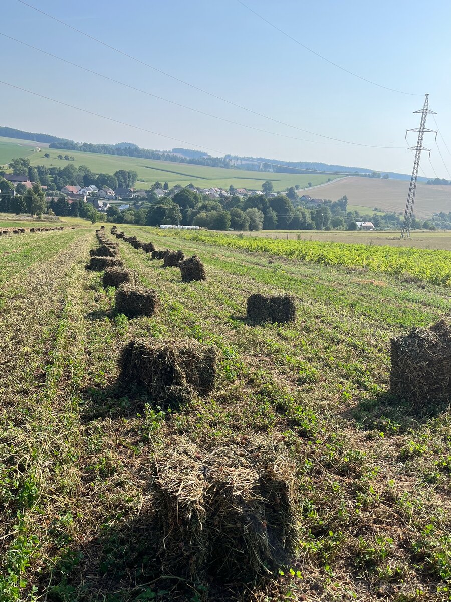 Sušený jetel
