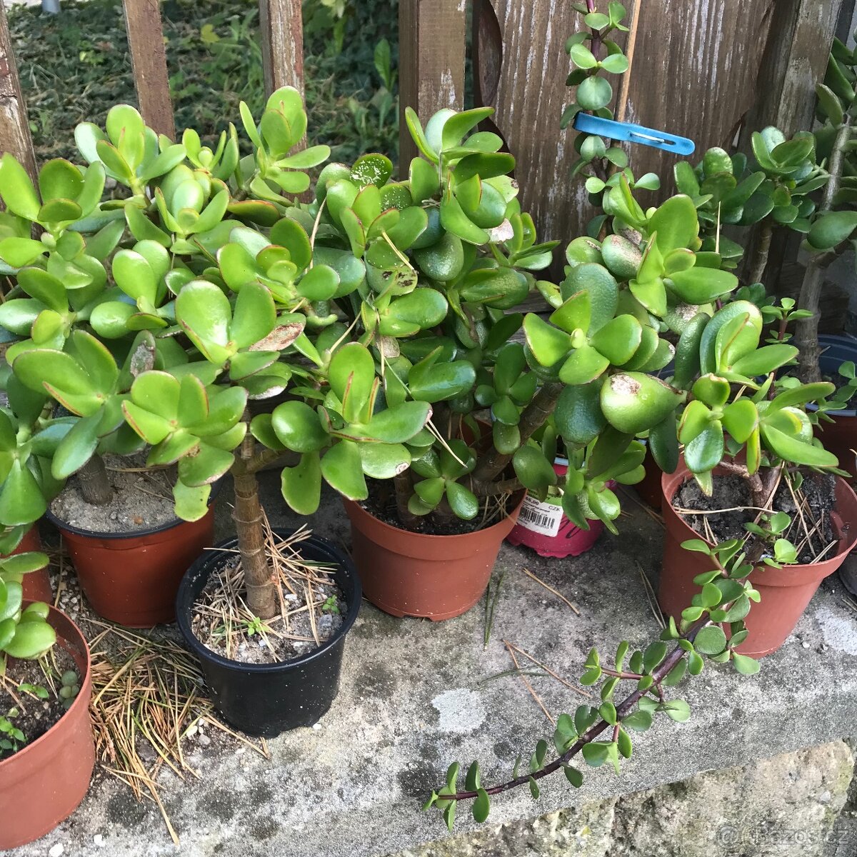 Tluistice cca 30 cm  5 let