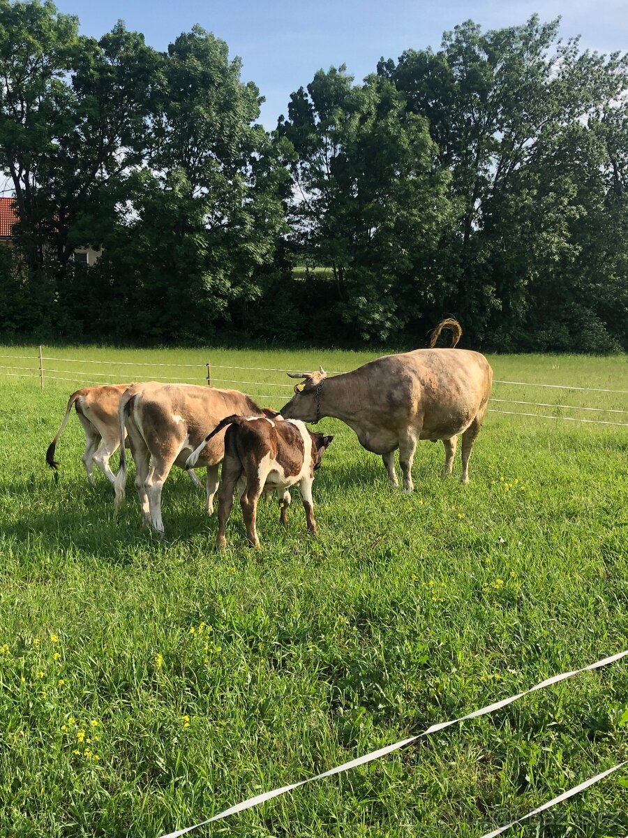 S.h.a.n.i.m ornou půdu,či louku k pronájmu.