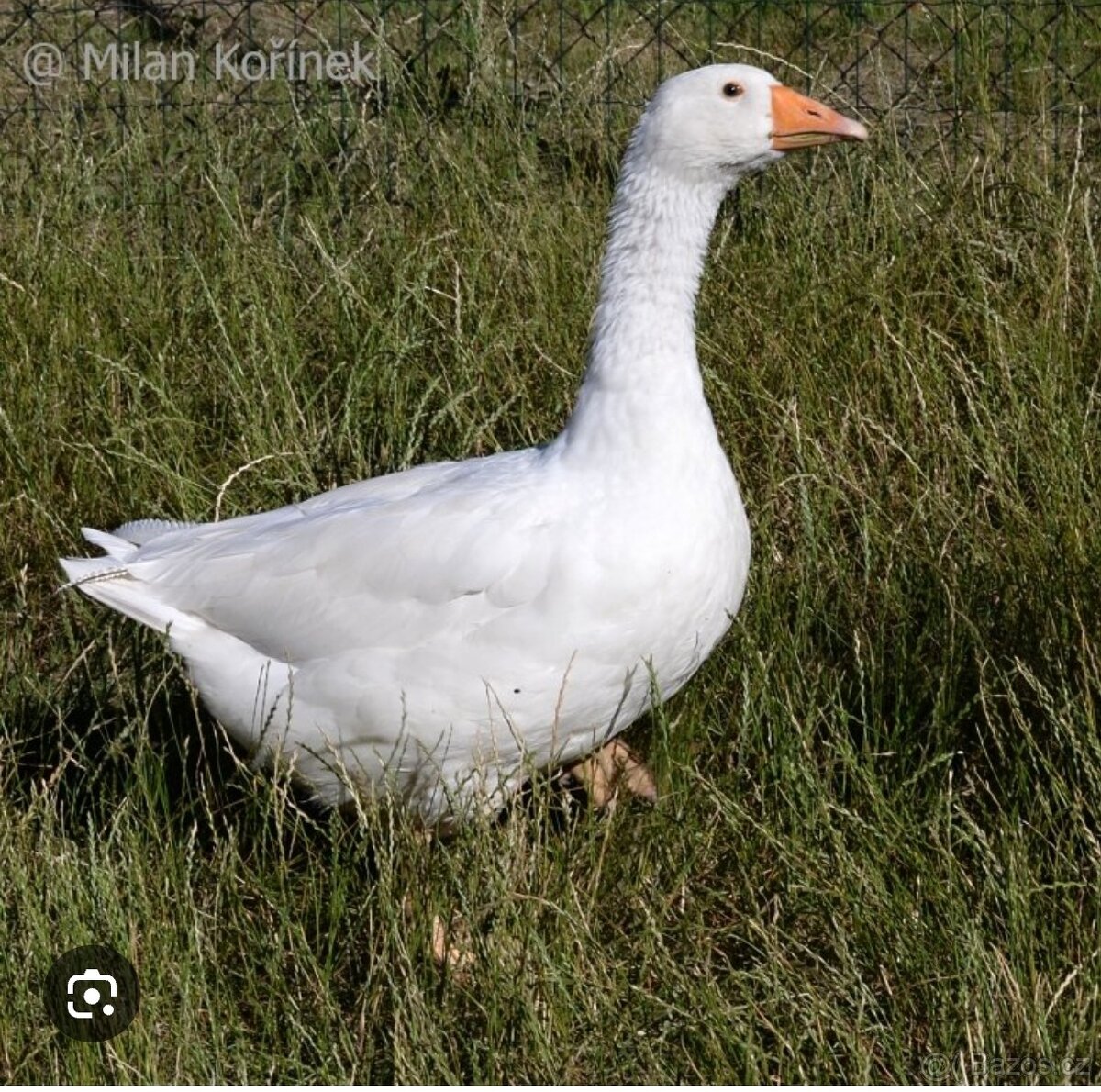 Svatomartinská husa