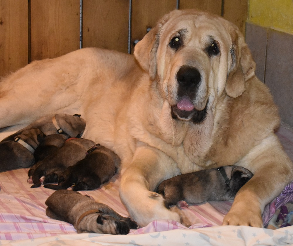 Španělský mastin-bereme záznam na štěnátka-odběr konec ledna