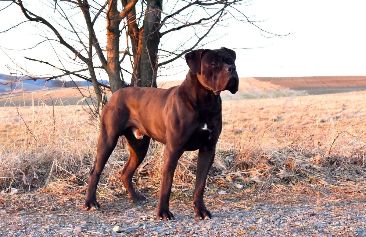 Černý krycí pes Cane Corso