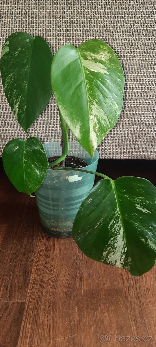 Monstera albo
