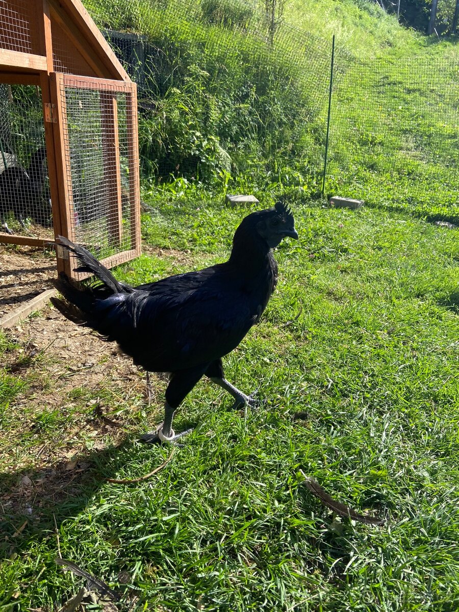 Kohouti Ayam Cemani