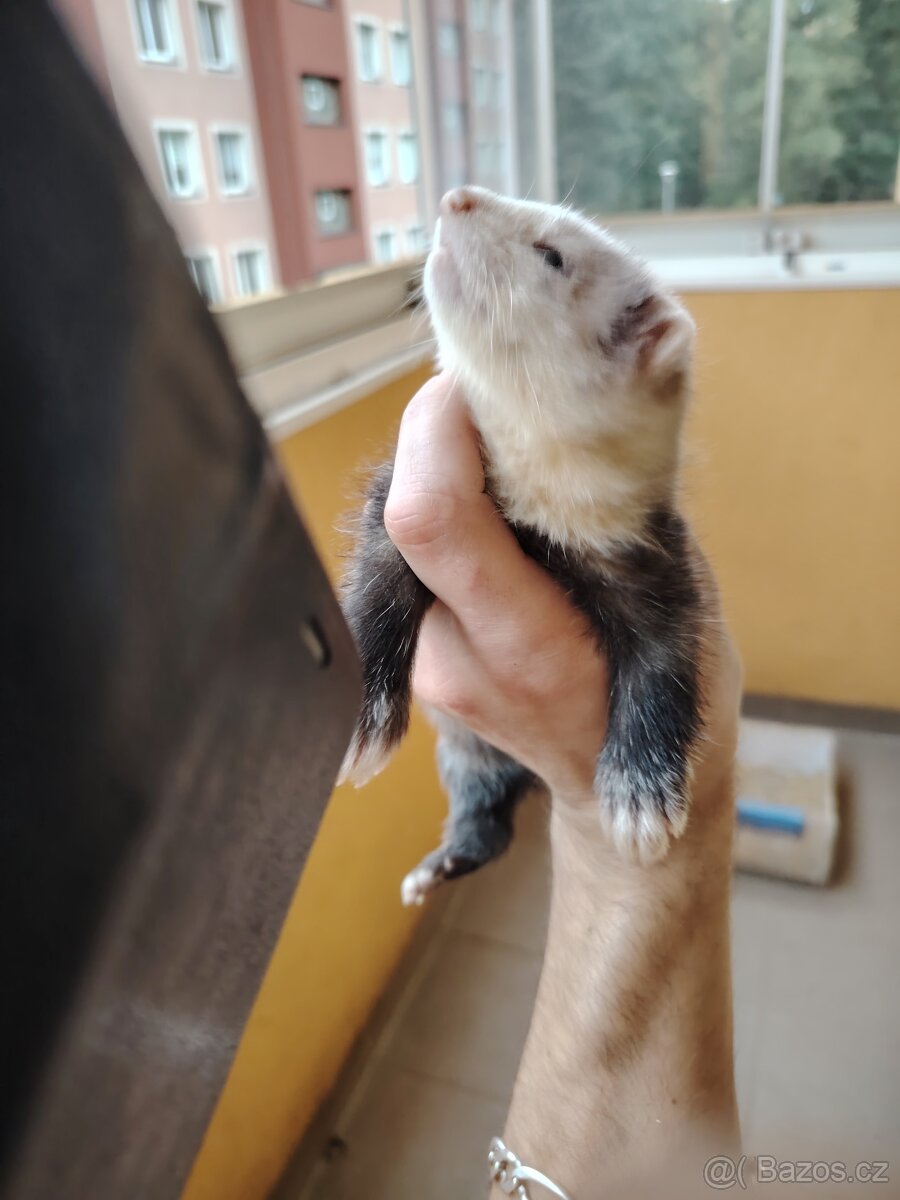 Fretka mláďata