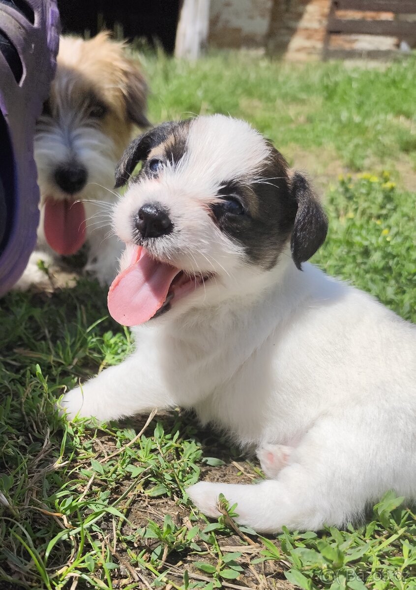 Jack Russell teriér