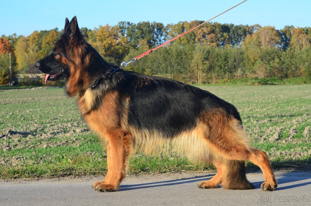 Nemecky ovcak dlouhosrsty