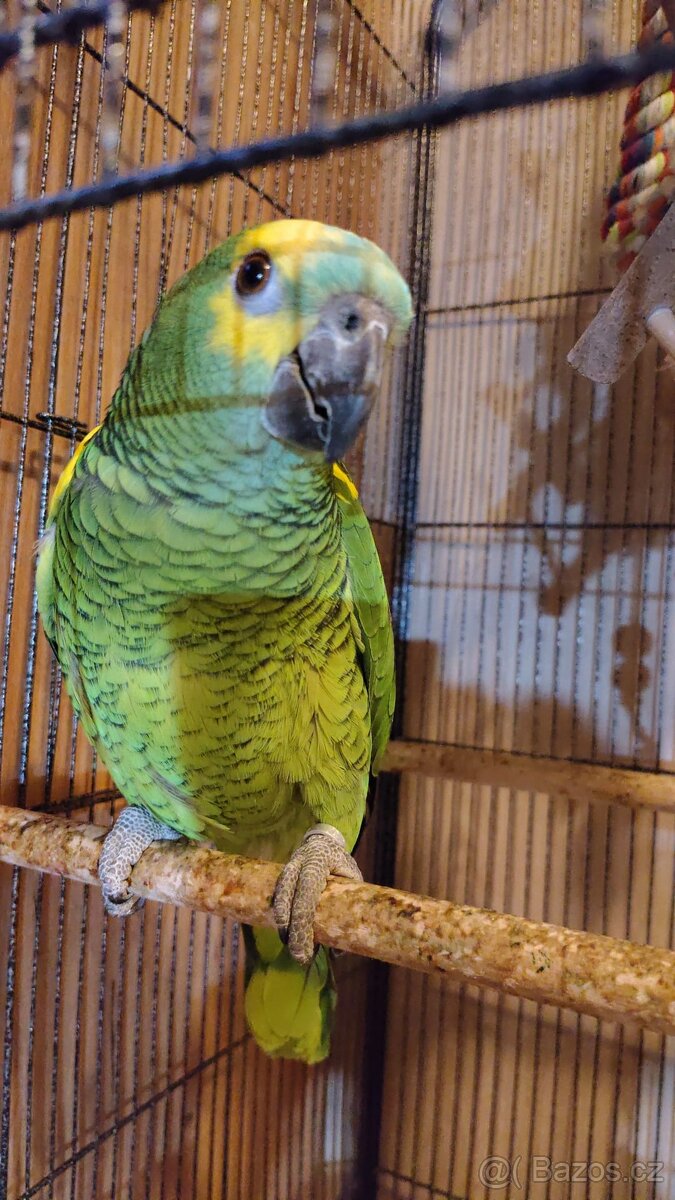 Amazoňan modročelý