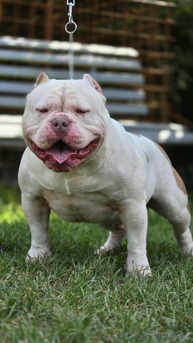 American Bully -krytí