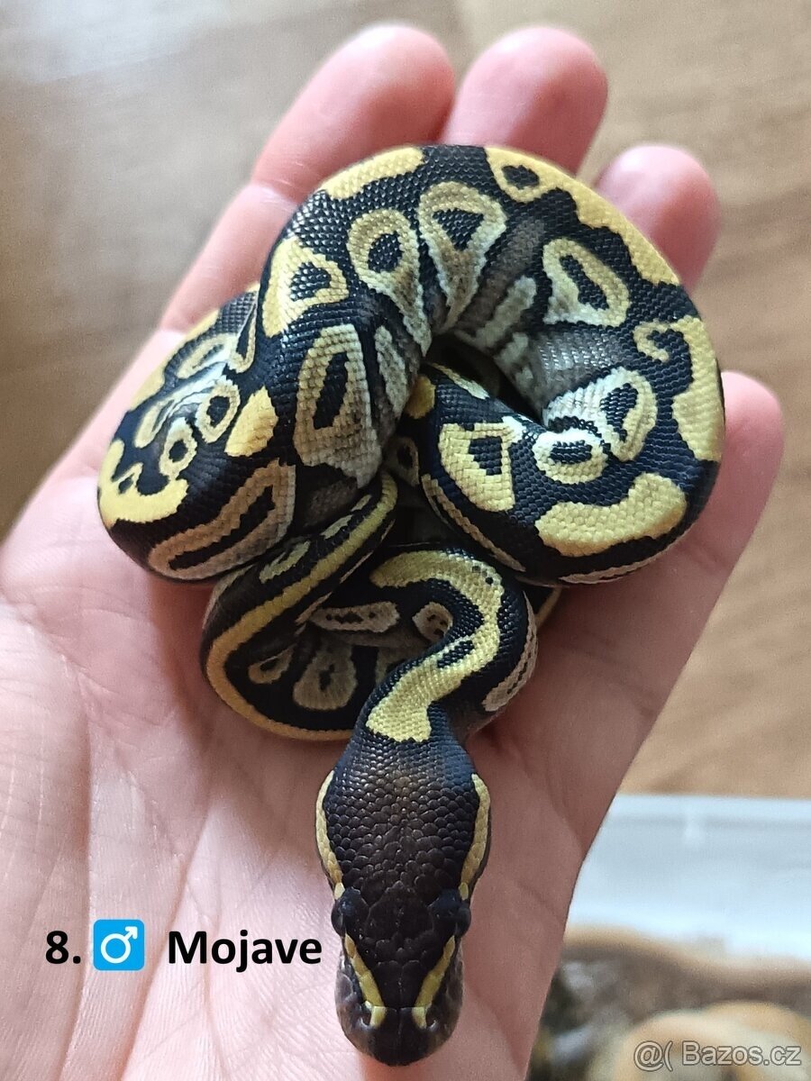 Krajta královská = Mláďata Top CENY ✌️