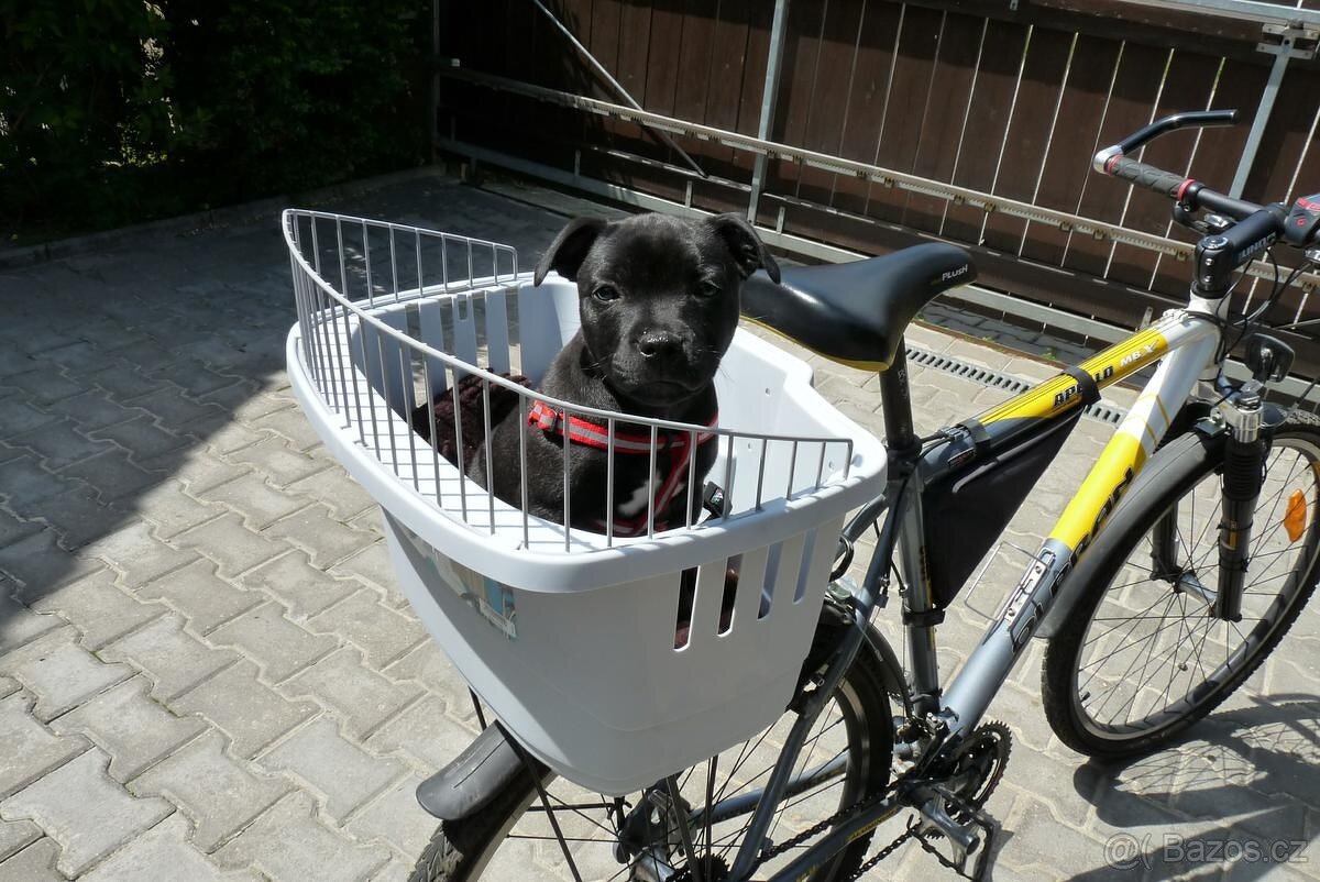 Košík na kolo pro psa